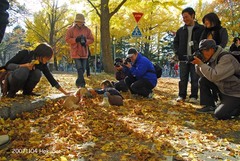 銀杏の樹の下で