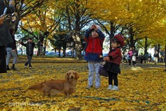 銀杏の樹の下で