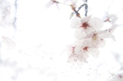 桜の涙