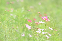 風のささやき