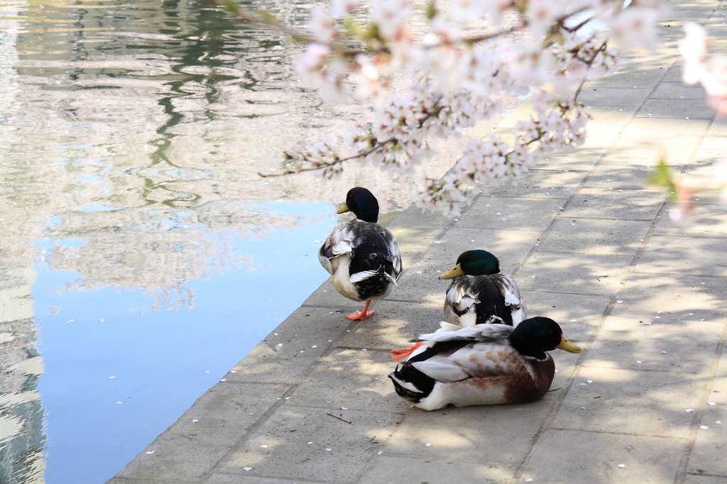 お花見日和