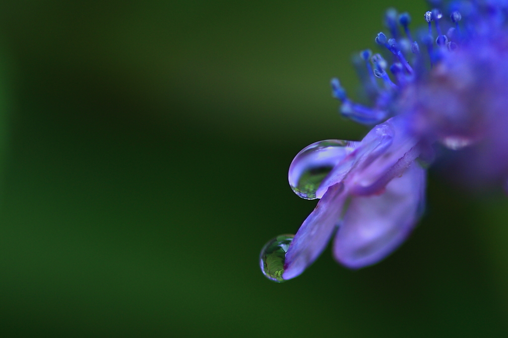 ｄｒｏｐ