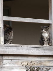 猫マンション