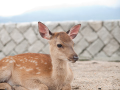 シカぼうや