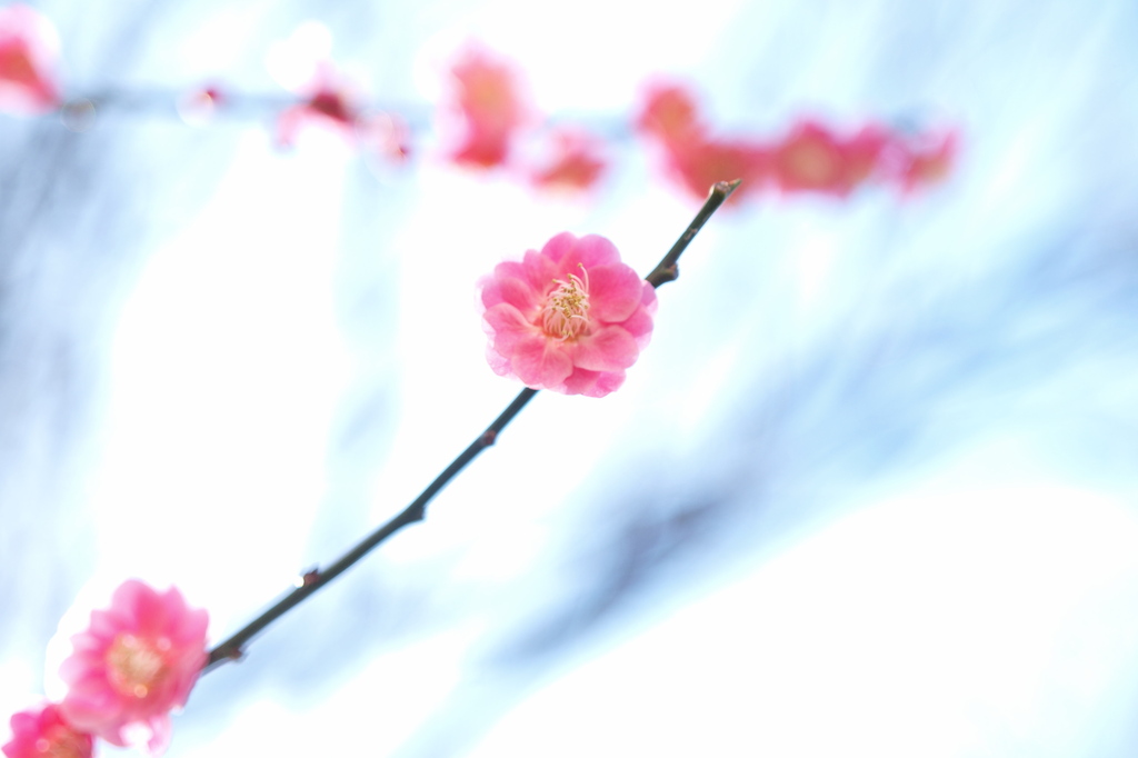 梅