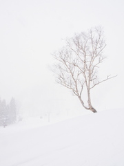 Tree in White