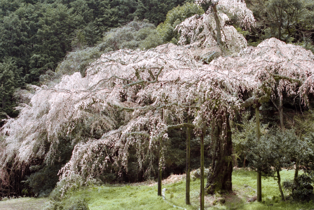 長興山　枝垂れ桜２