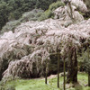 長興山　枝垂れ桜２