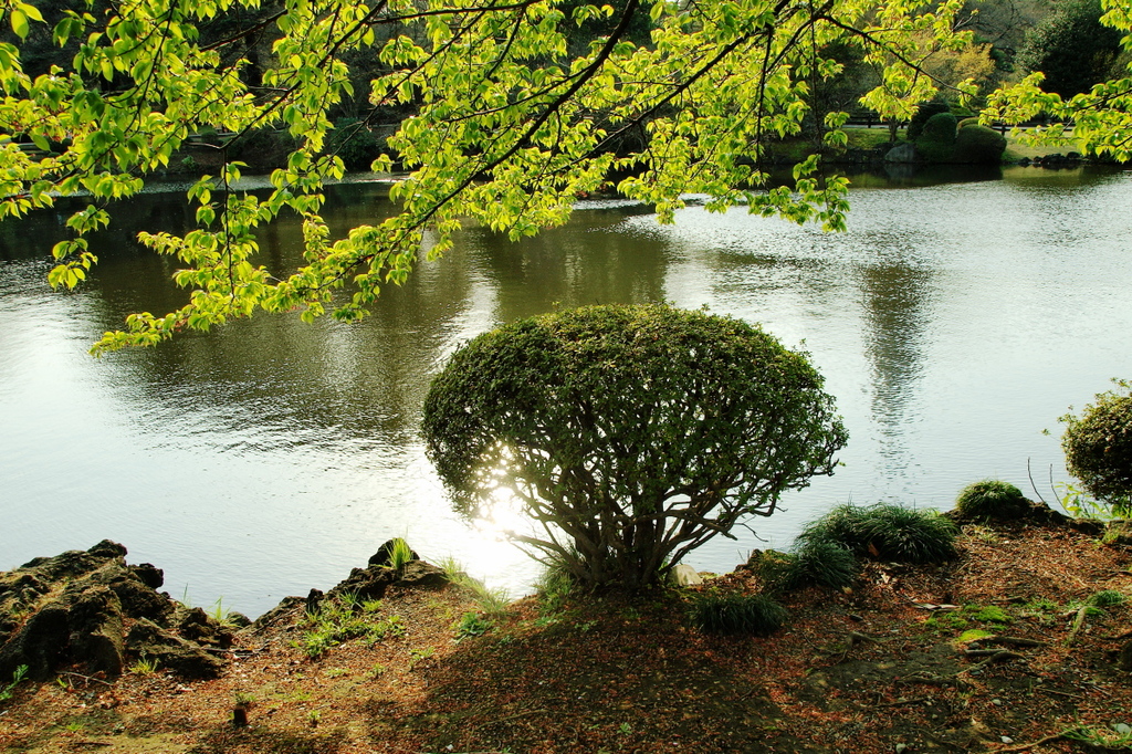この木なんの木ちっちゃな木