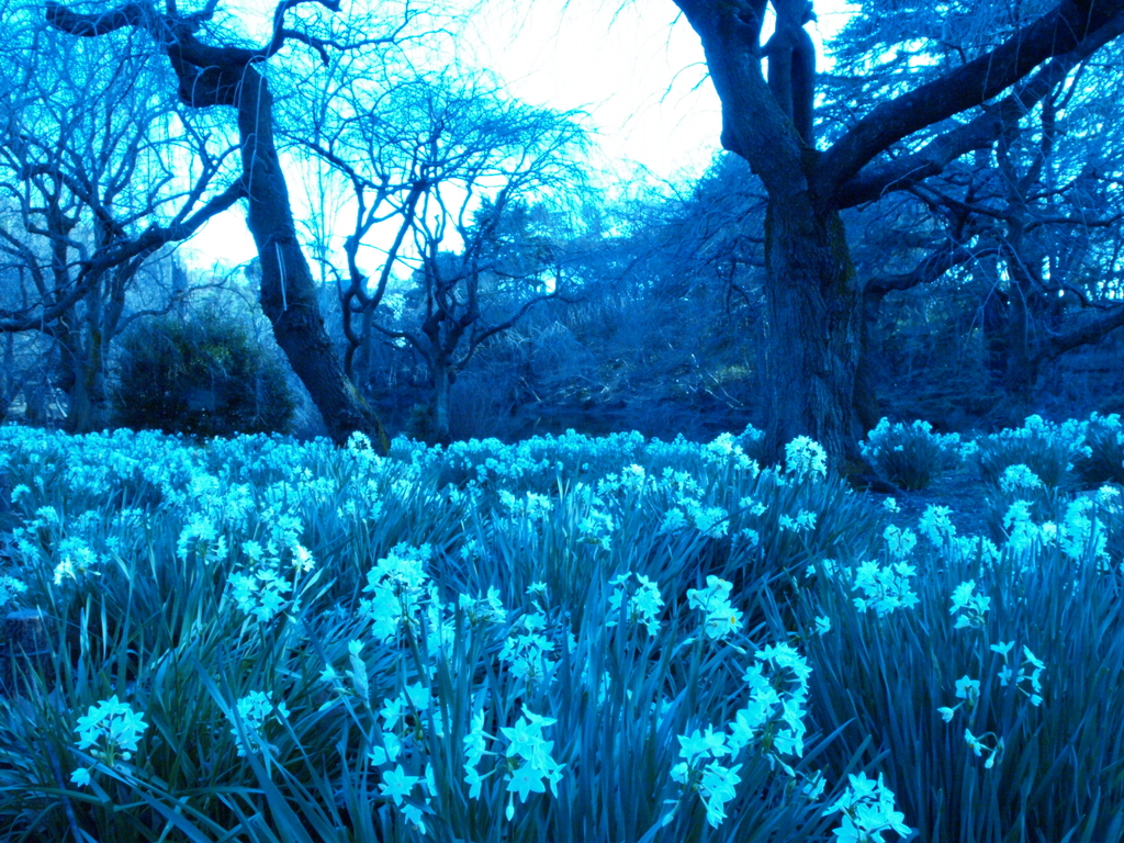 BLUE FOREST