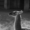 ラマのお母さん