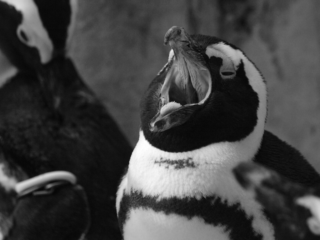 ペンギン