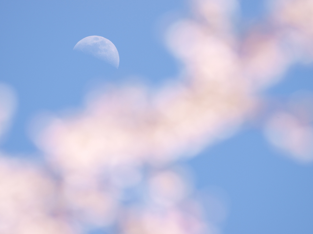 月より遠い近くの花