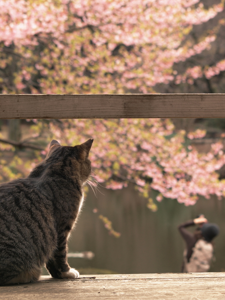 お花見