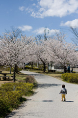 Sakura Park