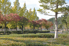 秋の総合公園
