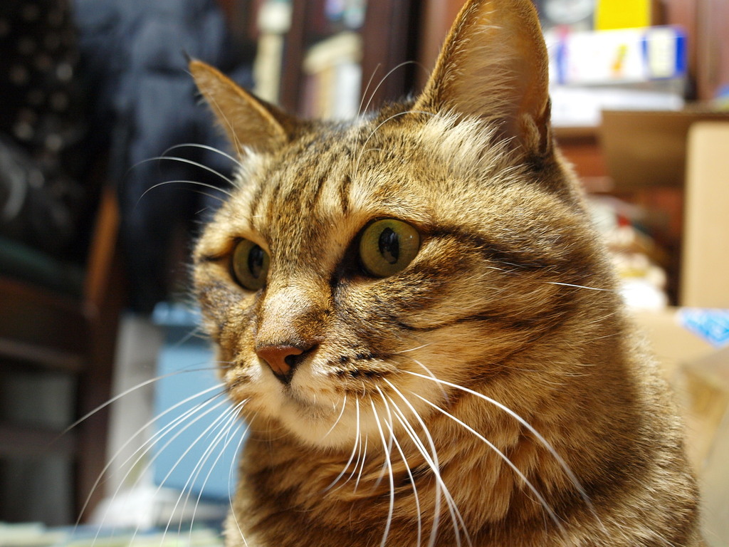 眼差し