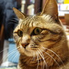 眼差し