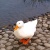 ぺたぺた
