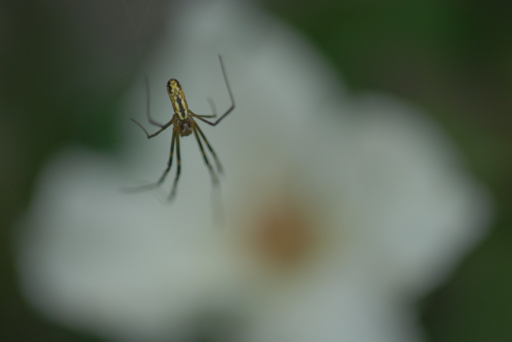 溶けていく蜘蛛