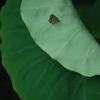 ひとやすみ
