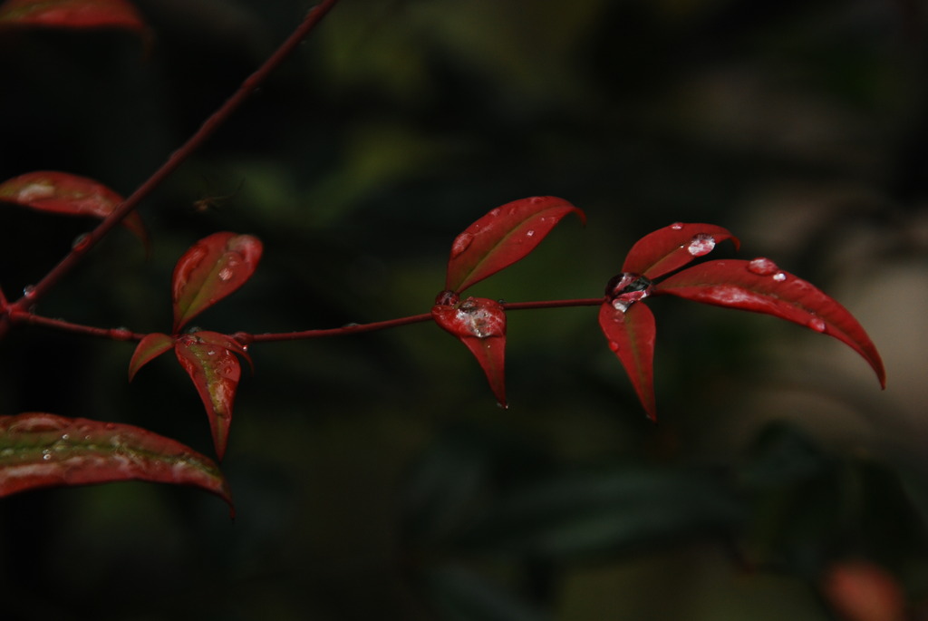 雨上がり