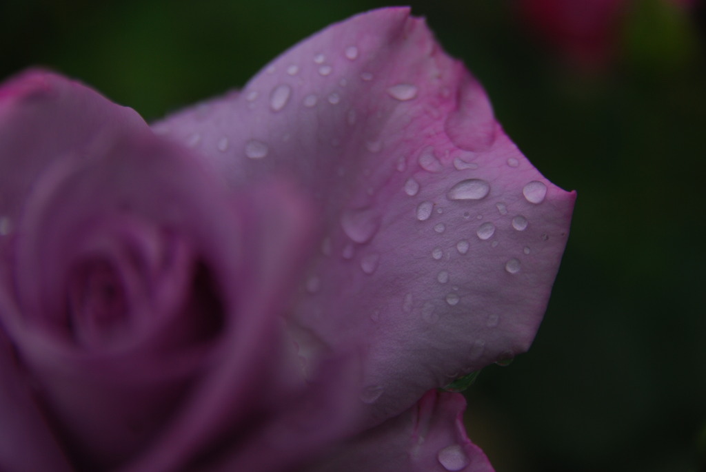 雨薔薇