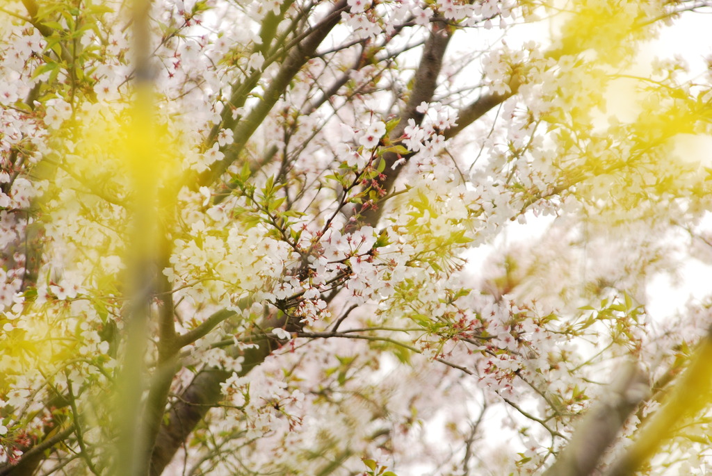 桜　菜の花越しに・・・