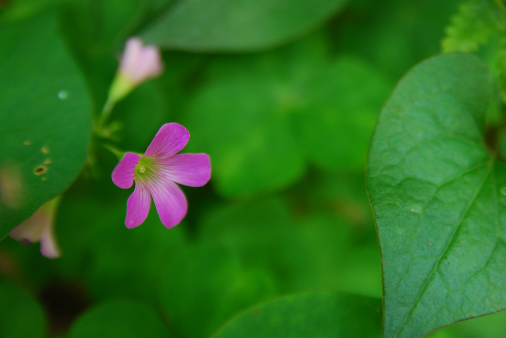 Tiny purple