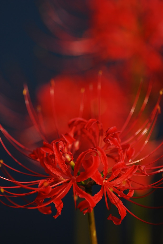 彼岸花