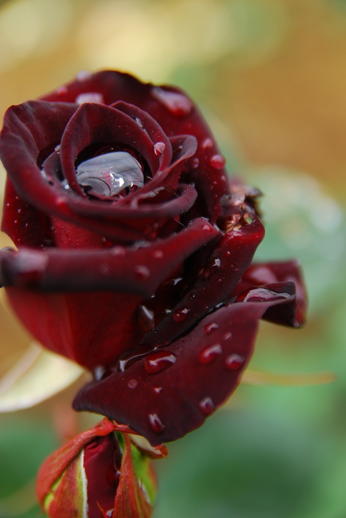 雨薔薇