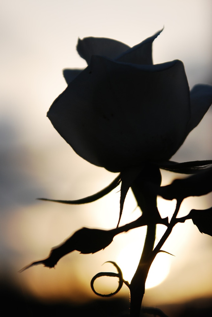 薔薇　シルエット