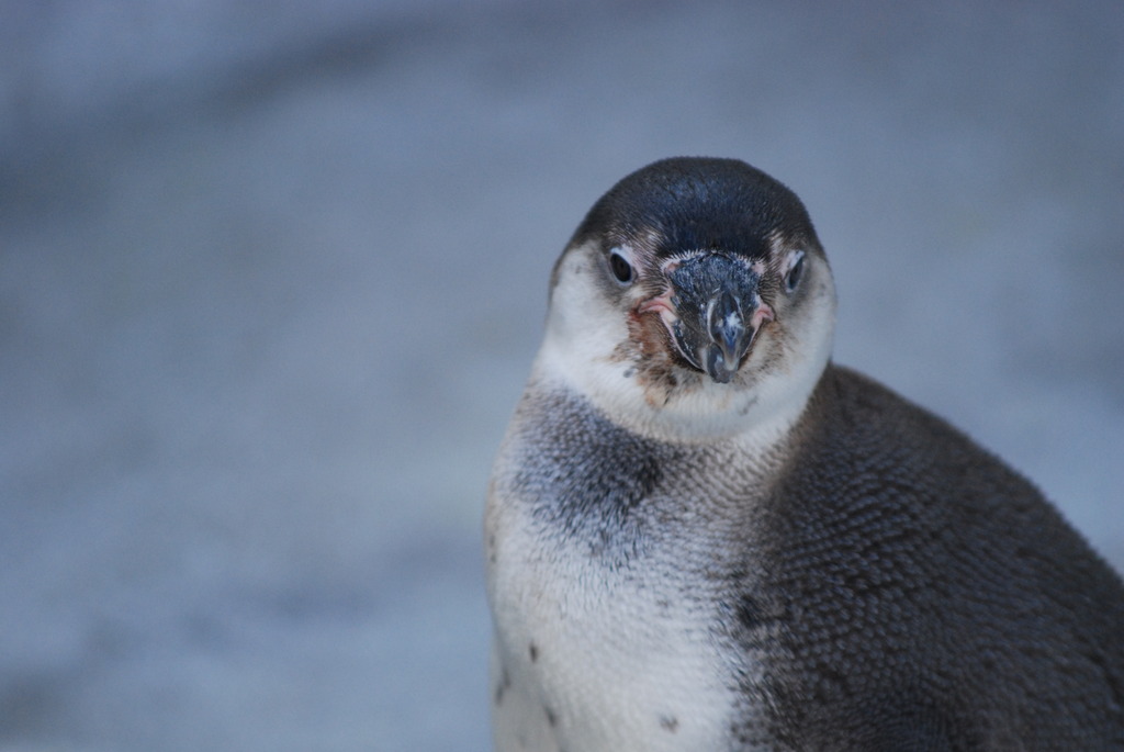 ペンギン