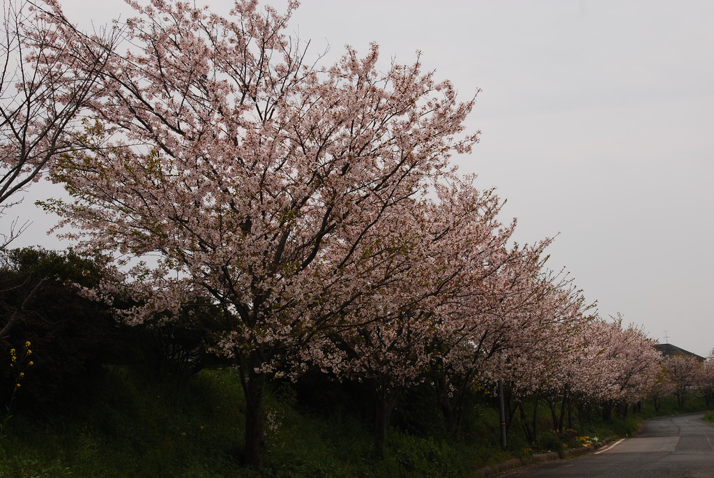 桜並木