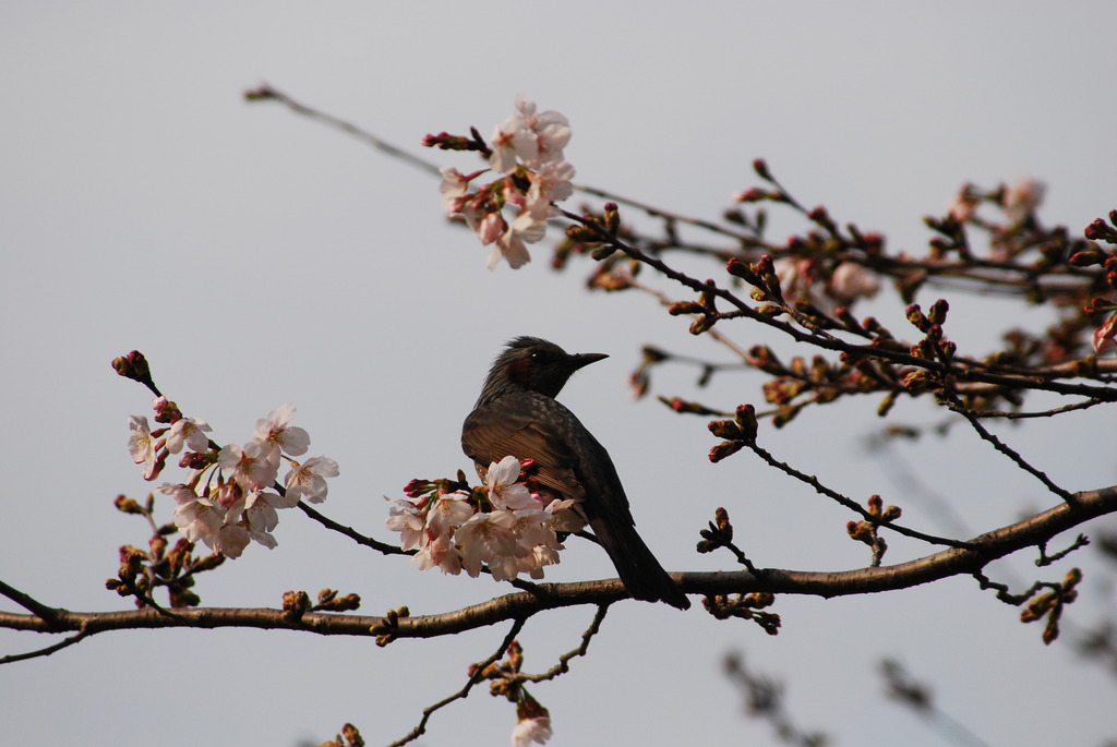 ヒヨドリと桜