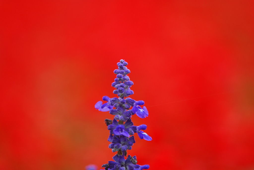 purple in red