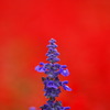 purple in red