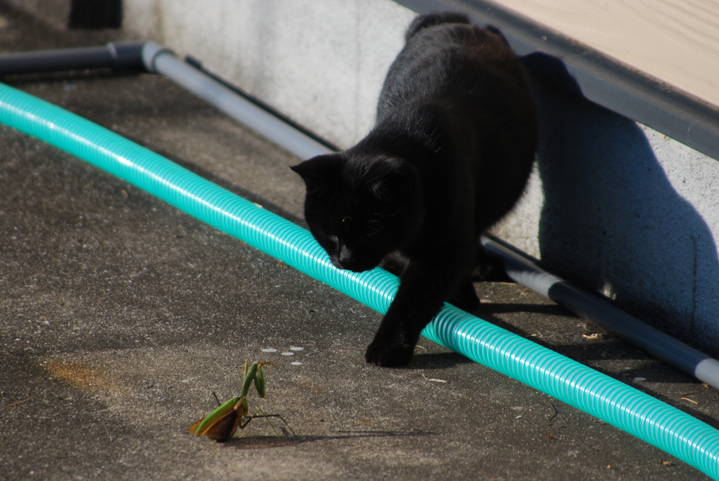 カマキリvs猫