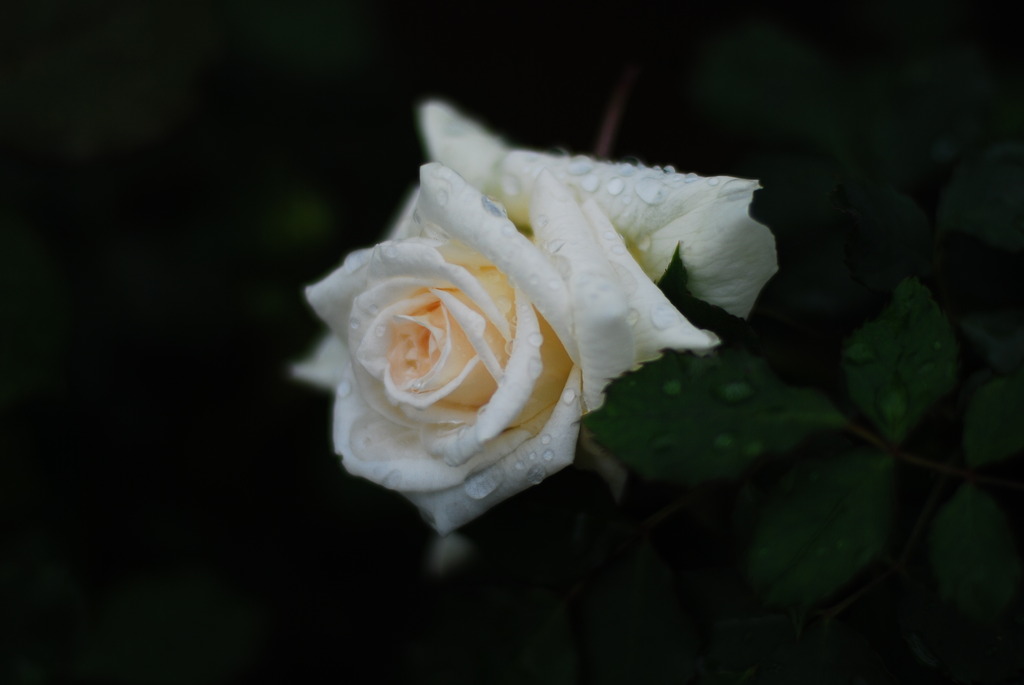 雨薔薇