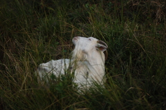 草原の中の山羊