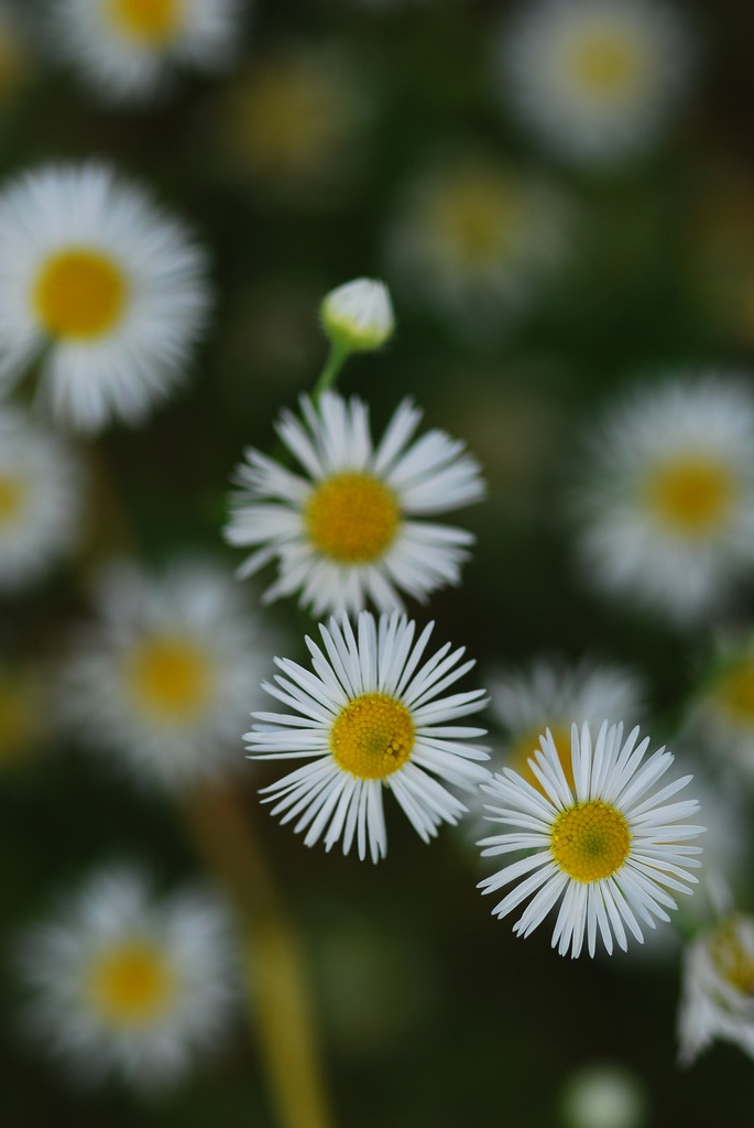 なんて花？