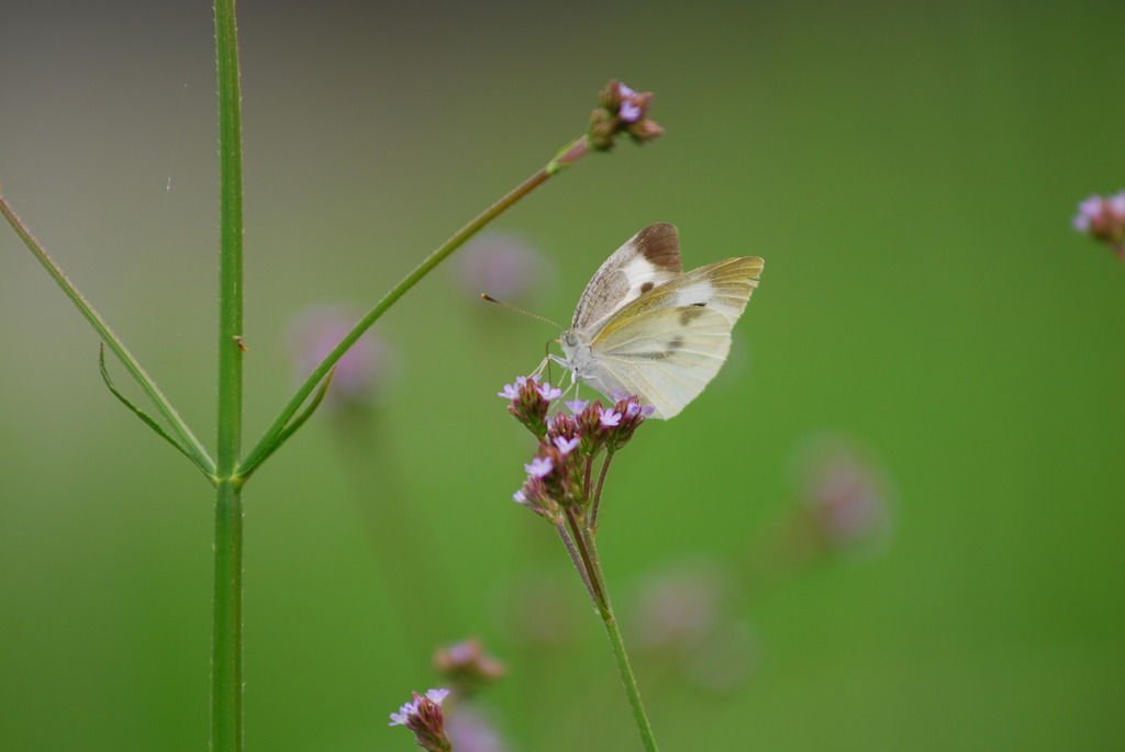 butterfly