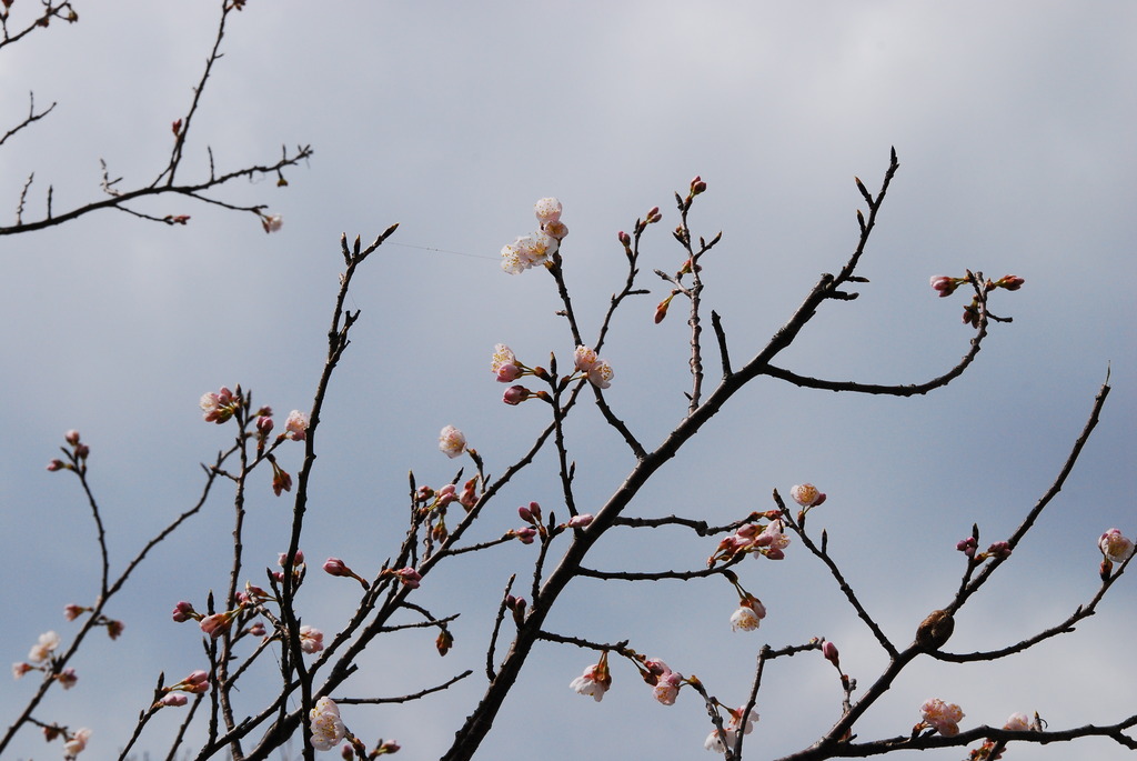 サクランボの花