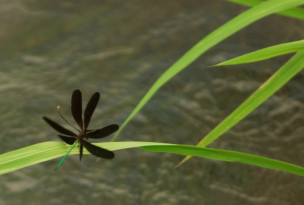 black flower