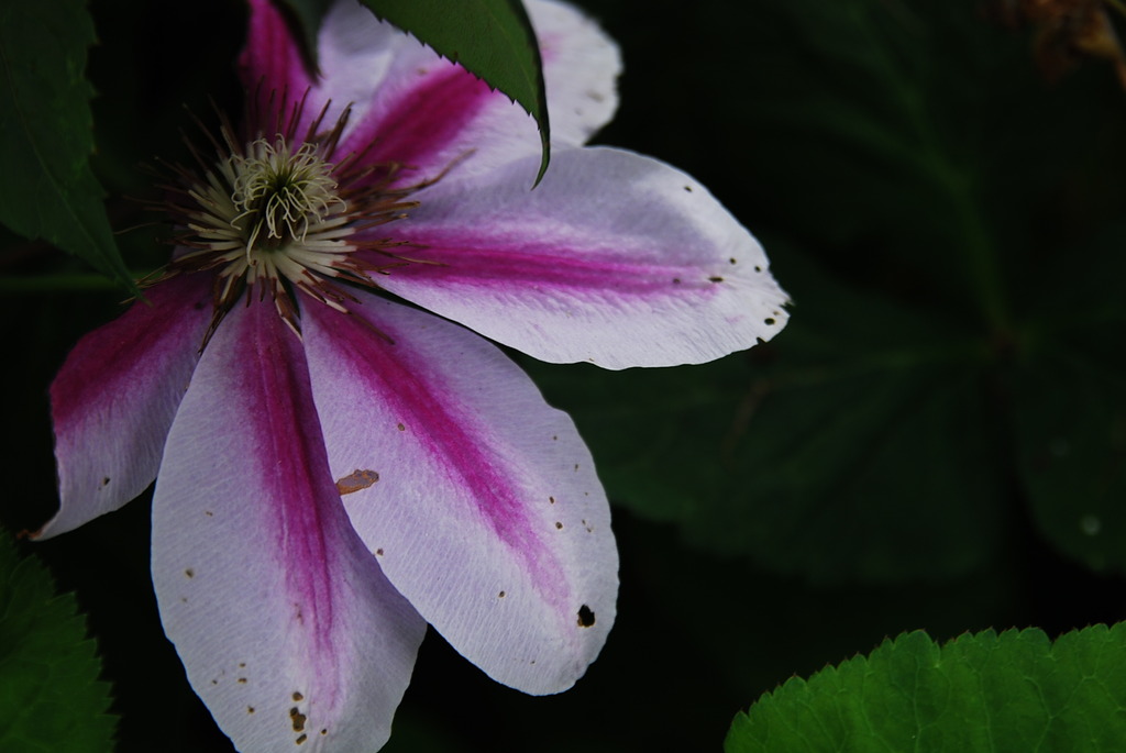 Clematis