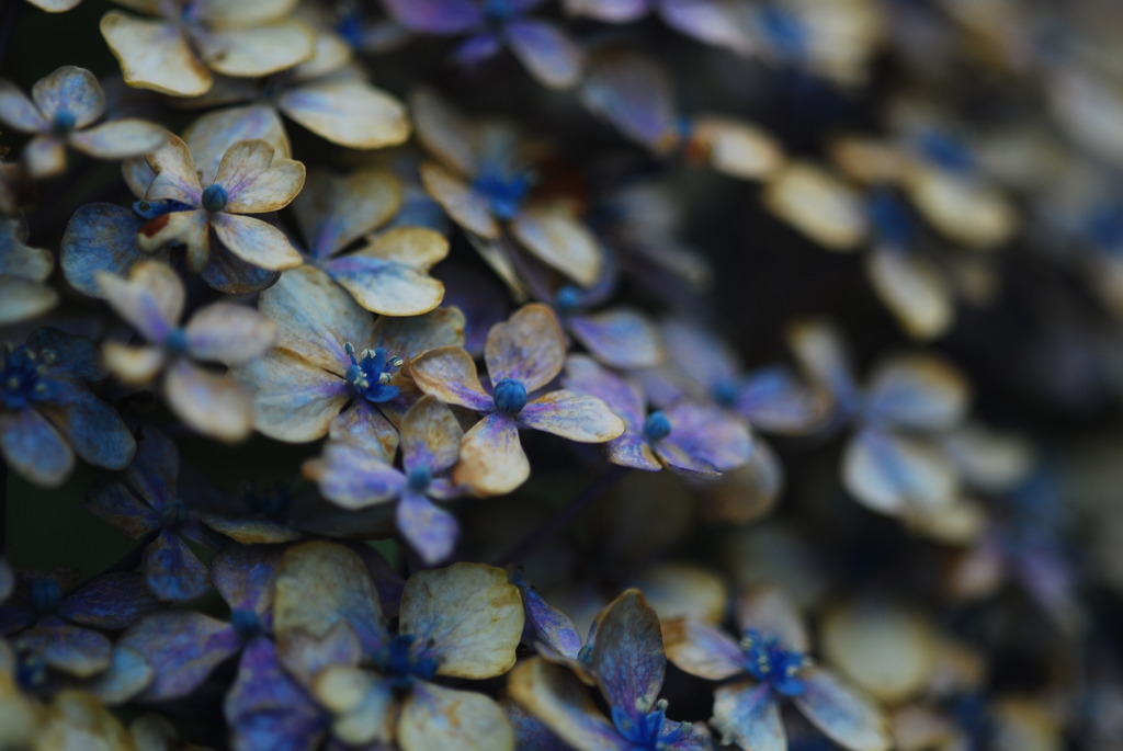 RUSTY  〜紫陽花〜