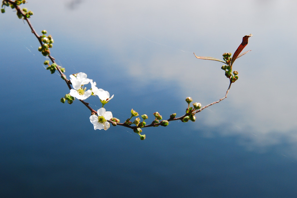 白い花