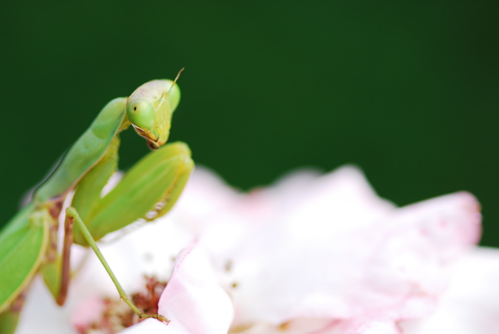 カマキリ