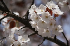 sakura