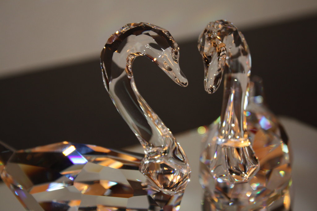 swan